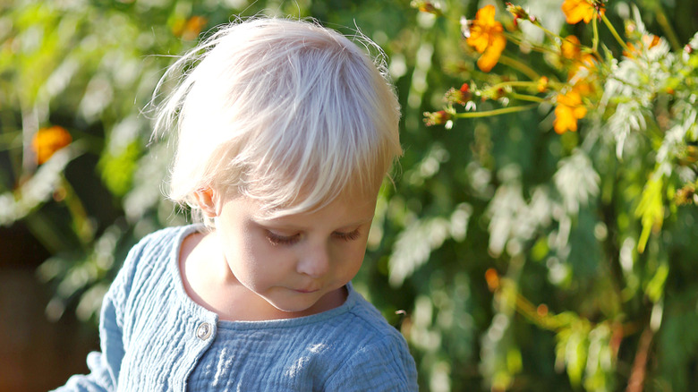 baby surrounded by orange cosmo flowers