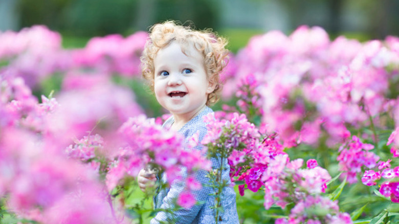 baby among a field of sweet william