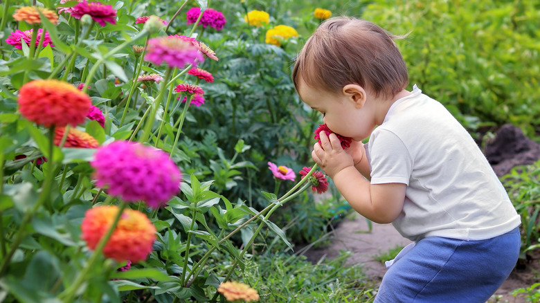 baby smelling zinnias in a garden