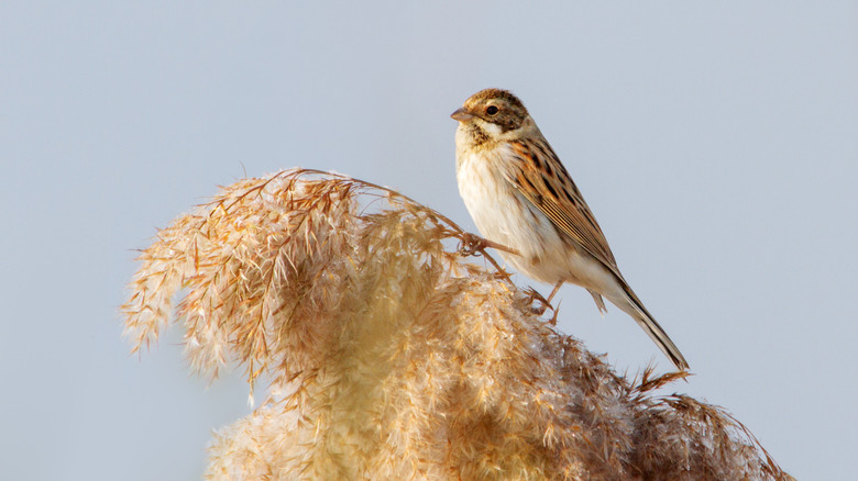 pretty bird on a branch