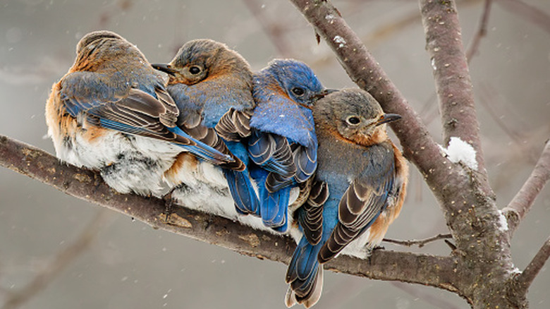 fluffy bluebirds cuddled in winter