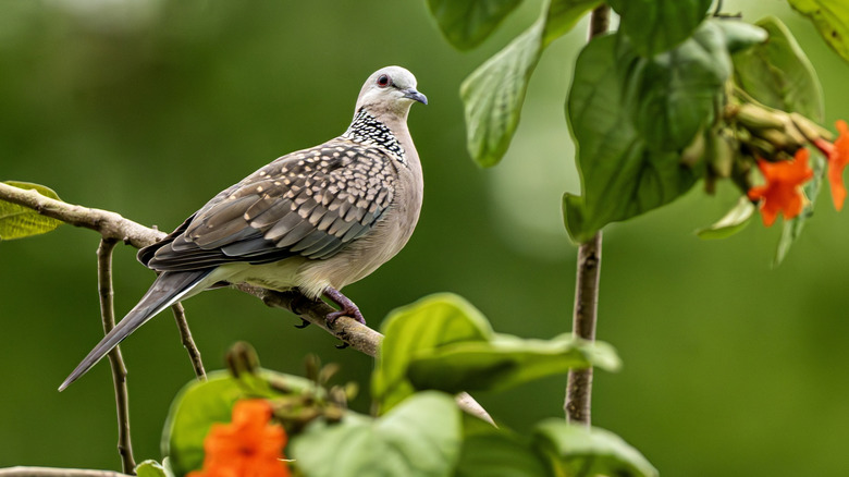 spotted dove on a branch