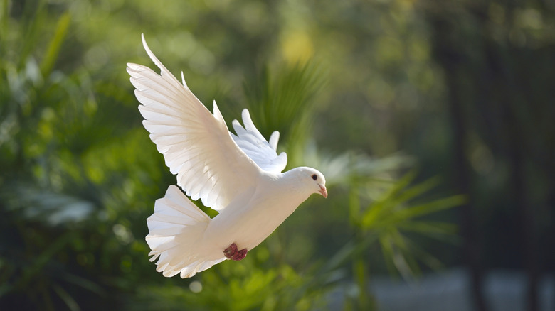 white dove flying in the trees