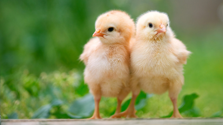 two baby chicks against a green backdrop