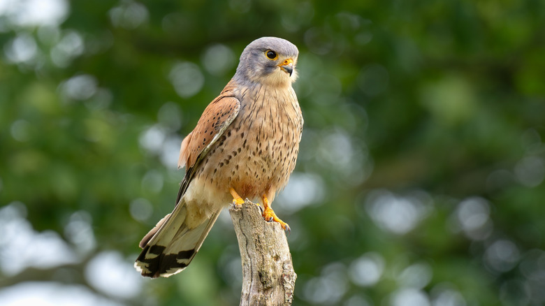 kestrel on a perch