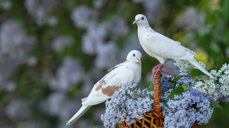 two doves perched on a flower basket