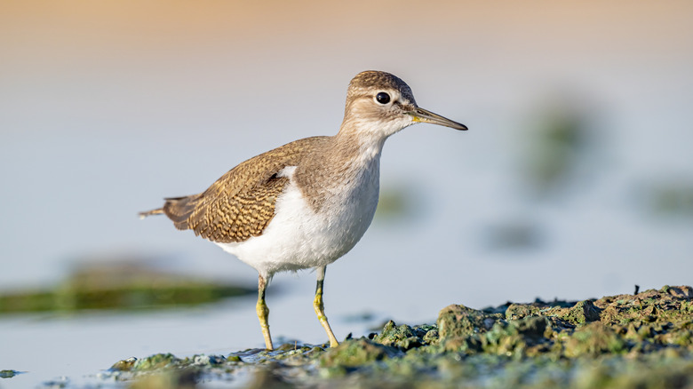 young common sandpiper