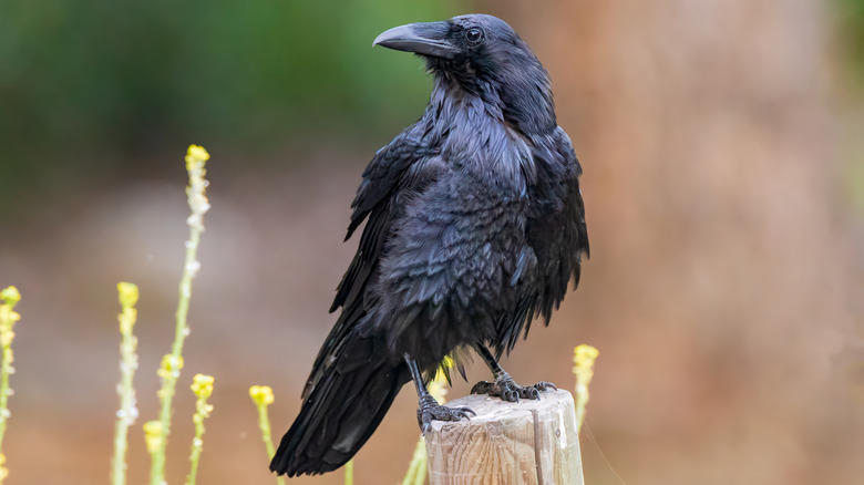 raven standing on a post