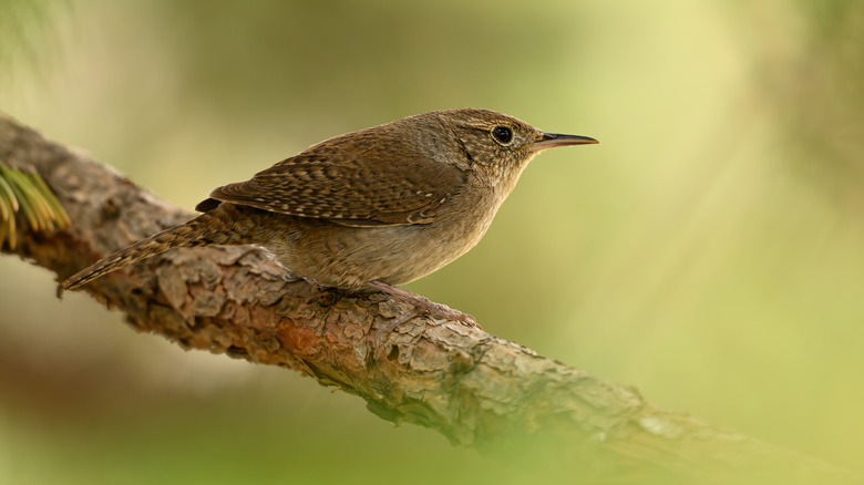 wren on a tree branch