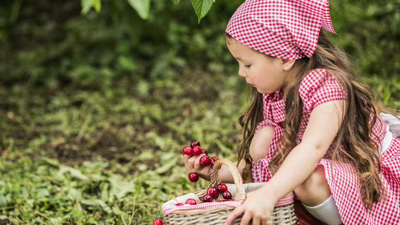 little girl picking cherries