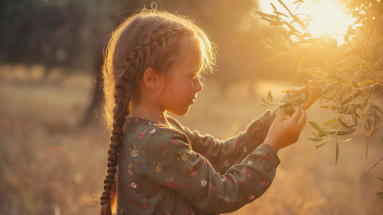 little girl picking olives