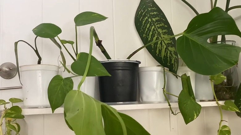 Several plants in upcycled yogurt containers line a shelf against a tiled wall