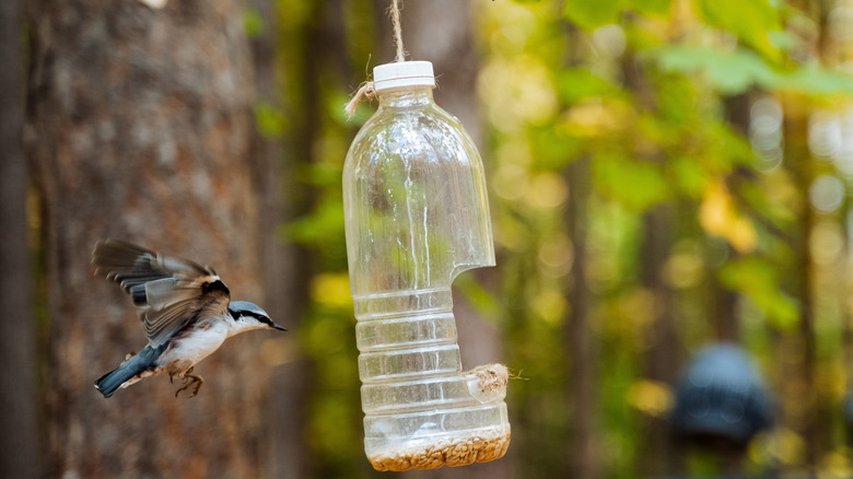 A bird midflight makes its way to a feeder made out of an upcycled plastic bottle