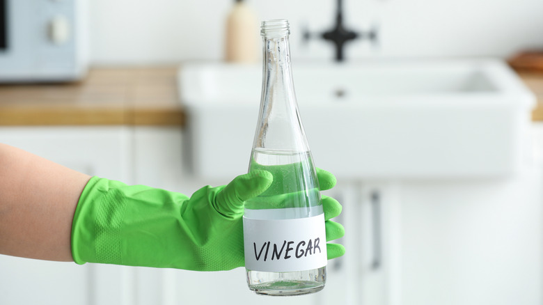 rubber gloved hand holding a bottle of white vinegar