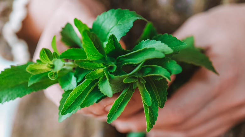 Stevia, a type of sugar substitute