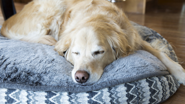 large dog sleeping on a pet bed
