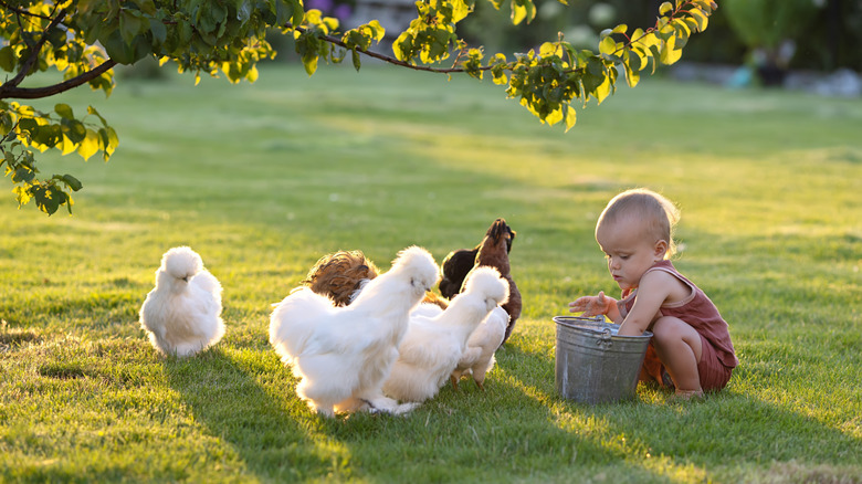 little boy feeding chickens