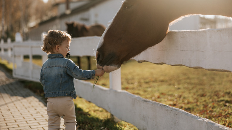 little boy feeding a horse