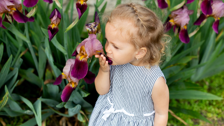 little girl holding Iris petals and smelling them