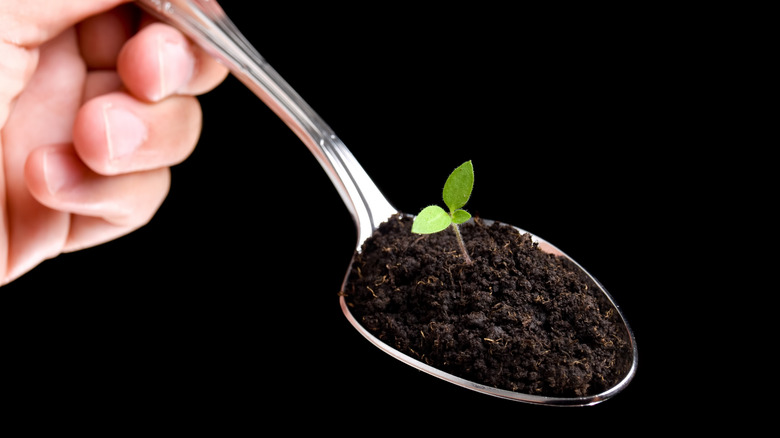 Hand holding a spoonful of dirt with a small green plant sprouting out of it